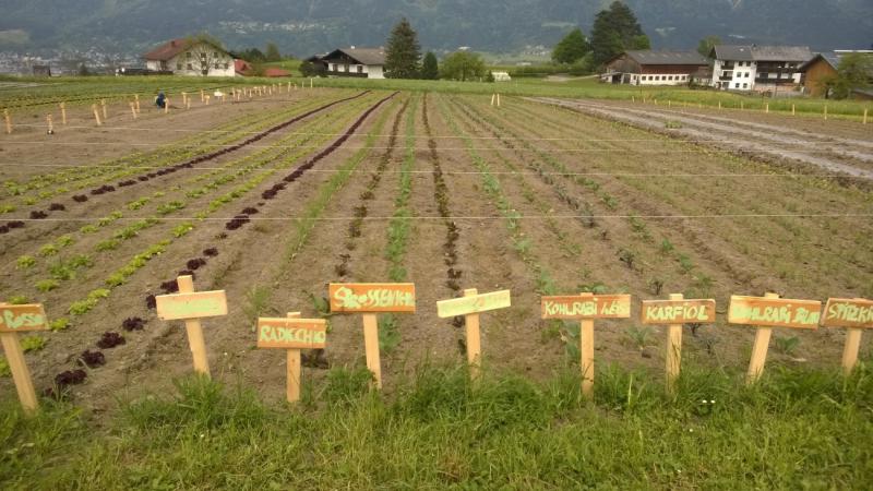 Feld Aldrans Gemüse mit Beschriftung Tiroler Gemeinschaftsgarten